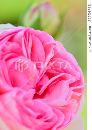 Light pink Pierre de Ronsar Light pink Pierre de Ronsar 22554788