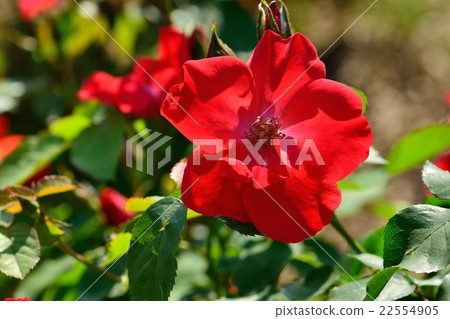 Bright red sarabande Bright red sarabande 22554905