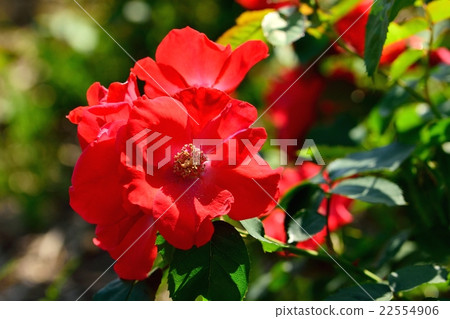Bright red sarabande Bright red sarabande 22554906
