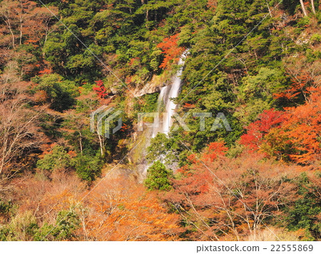 秋葉落下的秋天 22555869