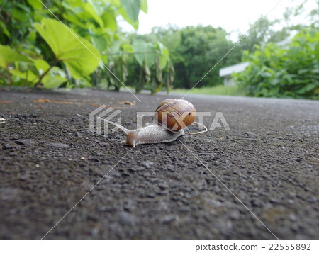 Snail Road Snail Road 22555892