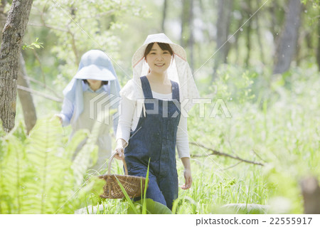 Taking wild vegetables 22555917