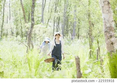 Taking wild vegetables 22555918