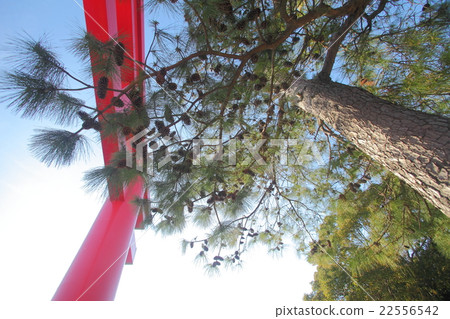 Shrine Torii of the Shrine Shrine and Matsumoto no Matsu 22556542