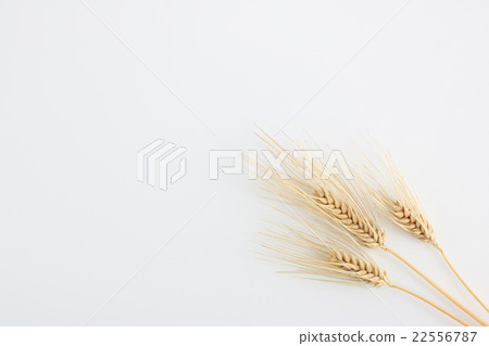 三瓶大麥右後衛白背 22556787