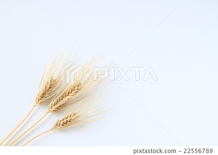 Three barley bottom left white back 22556789