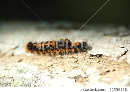 Creatures Insects Dokuga, larvae looking so scary. The name is also very straight Creatures Insects Dokuga, larvae looking so scary. The name is also very straight 22556858