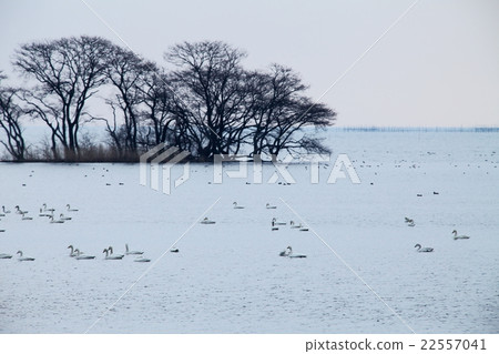 Lake Biwa in winter seen from Mizuho Park Lake Biwa in winter seen from Mizuho Park 22557041