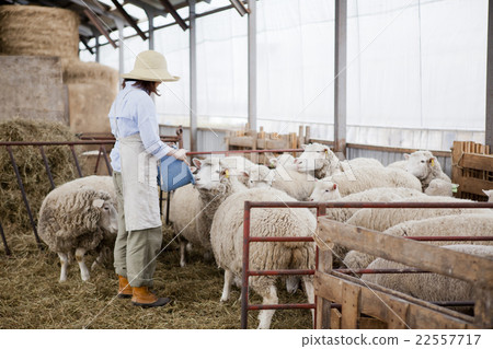 Sheep farm woman 22557717