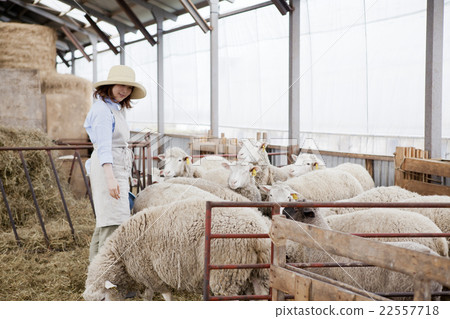 羊農場的女人 22557718