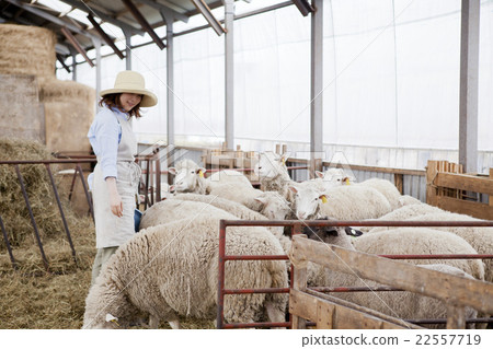 Sheep farm woman 22557719