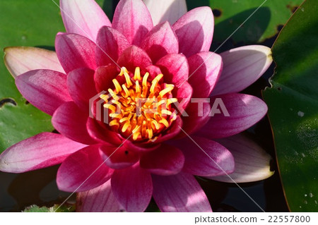 Water lily 22557800