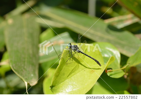 Kosanae Kosanae 22557802