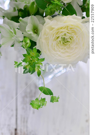 Arrangement of Ranunculus 22557909