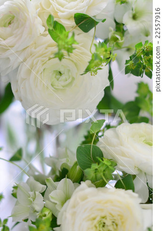 Arrangement of Ranunculus Arrangement of Ranunculus 22557916