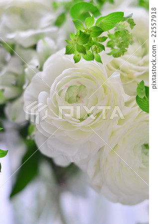 Arrangement of Ranunculus Arrangement of Ranunculus 22557918