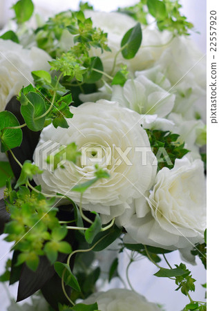 Arrangement of Ranunculus Arrangement of Ranunculus 22557920