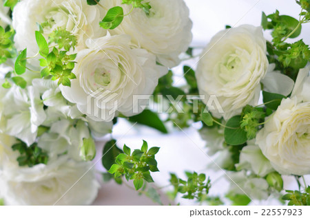 Arrangement of Ranunculus Arrangement of Ranunculus 22557923