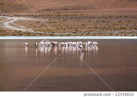 Flamingo in Bolivia Flamingo in Bolivia 22558020