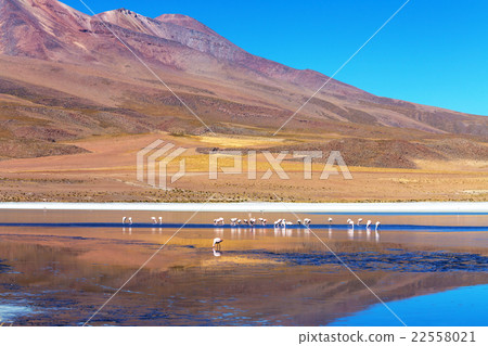 Flamingo in Bolivia 22558021