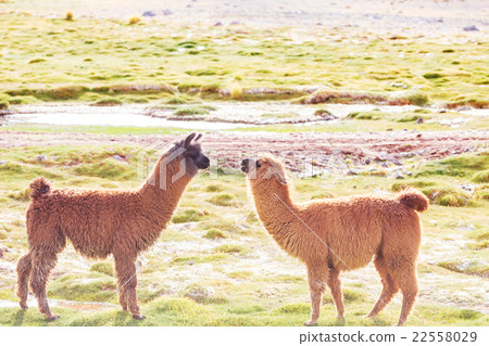 Llama Llama 22558029