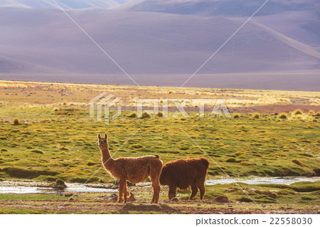 Llama 22558030