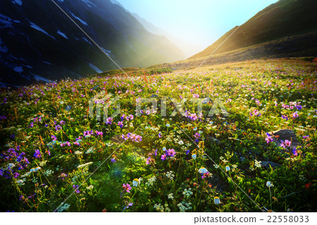 Mountains meadow 22558033