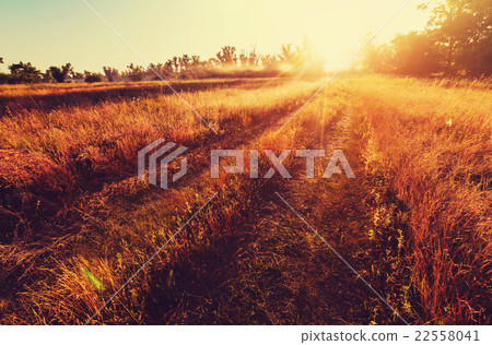 Road in field 22558041