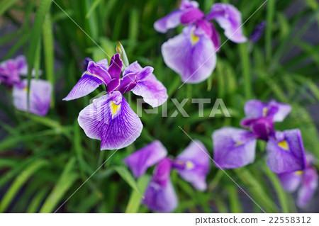 鳶尾花 22558312
