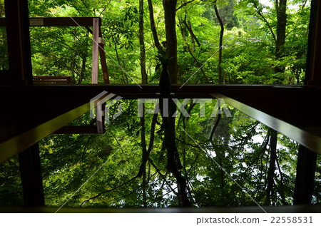 Reflecting fresh green Reflecting fresh green 22558531