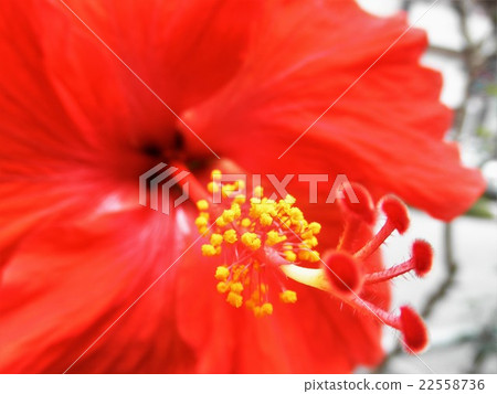 Red hibiscus 22558736