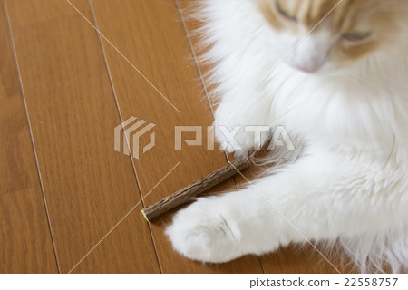 貓在Matatabi玩 貓在Matatabi玩 22558757