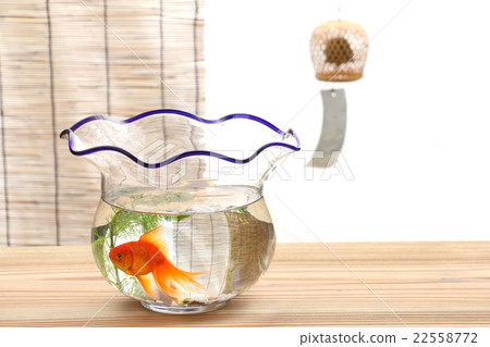 Goldfish Ryukin Goldfish Ryukin 22558772