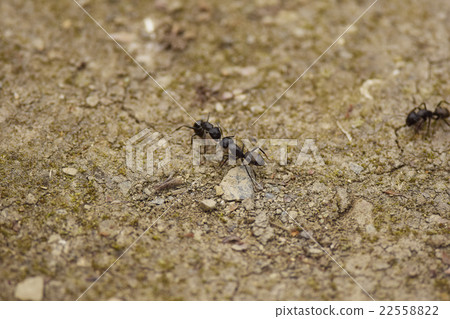 Clioora ants are present Ant licking insects black big ants Camponotus japonicus Clioora ants are present Ant licking insects black big ants Camponotus japonicus 22558822