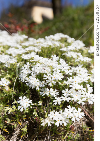 Shiba cherry tree (white shibazakura) 22559557