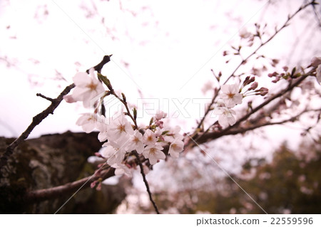 Cherry Blossoms	 22559596