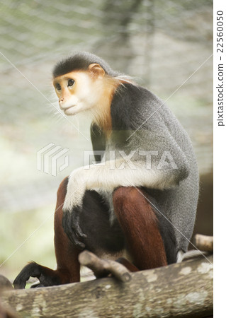 Red-shanked douc langur on the tree 22560050