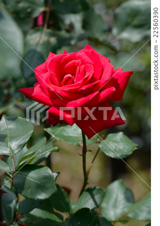 Roses Fully red bloomed 22560390