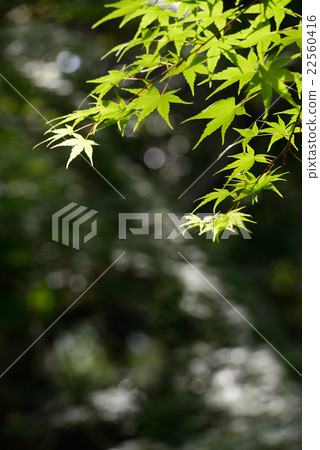 Momige green up Momige green up 22560416