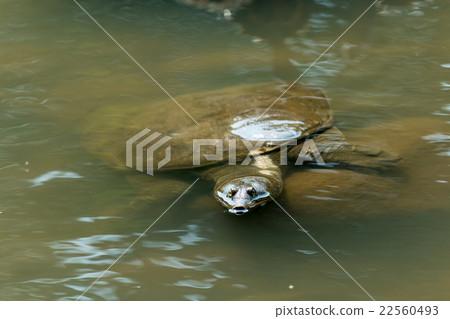 Supon Turtle nutrition tonic pot cooking ingredients 22560493