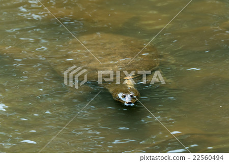 Supon Turtle nutrition tonic pot cooking ingredients 22560494