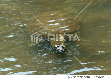 Supon Turtle nutrition tonic pot cooking ingredients 22560495