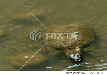 Supon Turtle nutrition tonic pot cooking ingredients 22560499