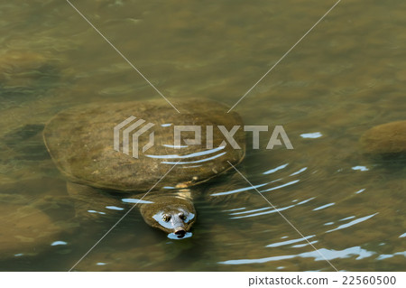 Supon Turtle nutrition tonic pot cooking ingredients Supon Turtle nutrition tonic pot cooking ingredients 22560500