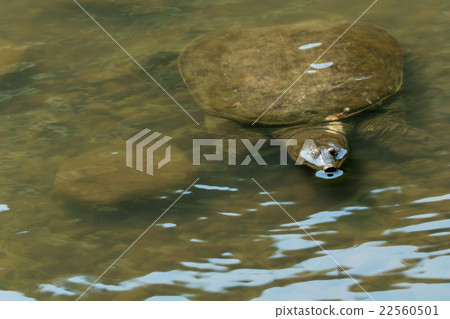 Supon Turtle nutrition tonic pot cooking ingredients 22560501