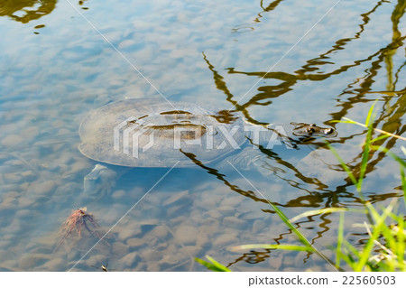 Supon Turtle nutrition tonic pot cooking ingredients 22560503