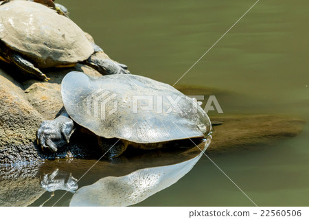 Supon Turtle nutrition tonic pot cooking ingredients Supon Turtle nutrition tonic pot cooking ingredients 22560506