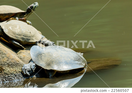 Supon Turtle nutrition tonic pot cooking ingredients 22560507