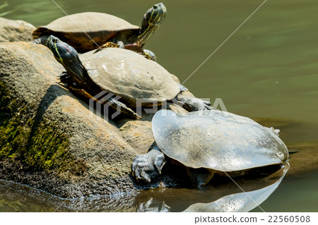 Supon烏龜營養補品罐烹調成份 Supon烏龜營養補品罐烹調成份 22560508