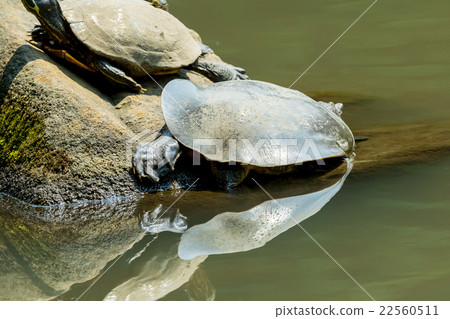 Supon烏龜營養補品罐烹調成份 22560511